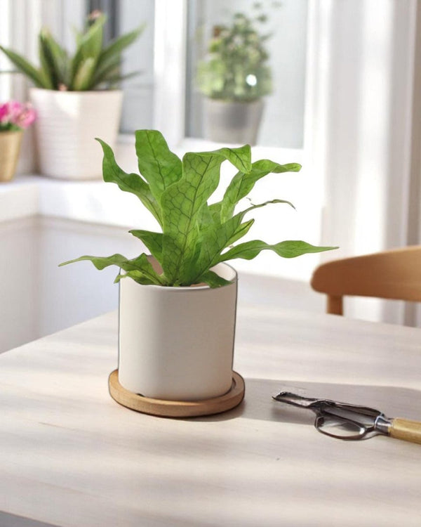 Cylinder Pot - XS - Planter - 4763524261540 - Tumbleweed Plants - Online Plant Delivery Singapore