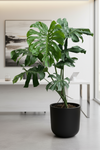 Monstera Deliciosa XL Tall Swiss Cheese Plant - Potted plant -  Tumbleweed Plants