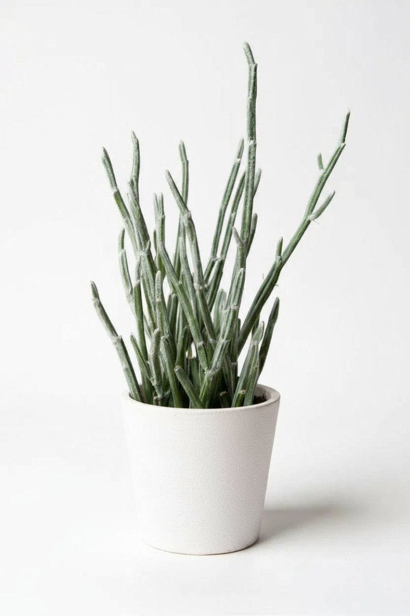 Blue Chalksticks - Pencil Plant Succulent - Potted plant - POTT - BLUE - GRW - 7470 - Tumbleweed Plants - Online Plant Delivery Singapore