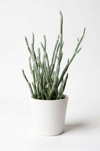 Blue Chalksticks - Pencil Plant Succulent - Potted plant - POTT - BLUE - GRW - 7470 - Tumbleweed Plants - Online Plant Delivery Singapore