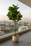 Fiddle-leaf Fig (Life-like Artificial) - Potted plant -  Tumbleweed Plants