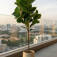 Fiddle-leaf Fig (Life-like Artificial)