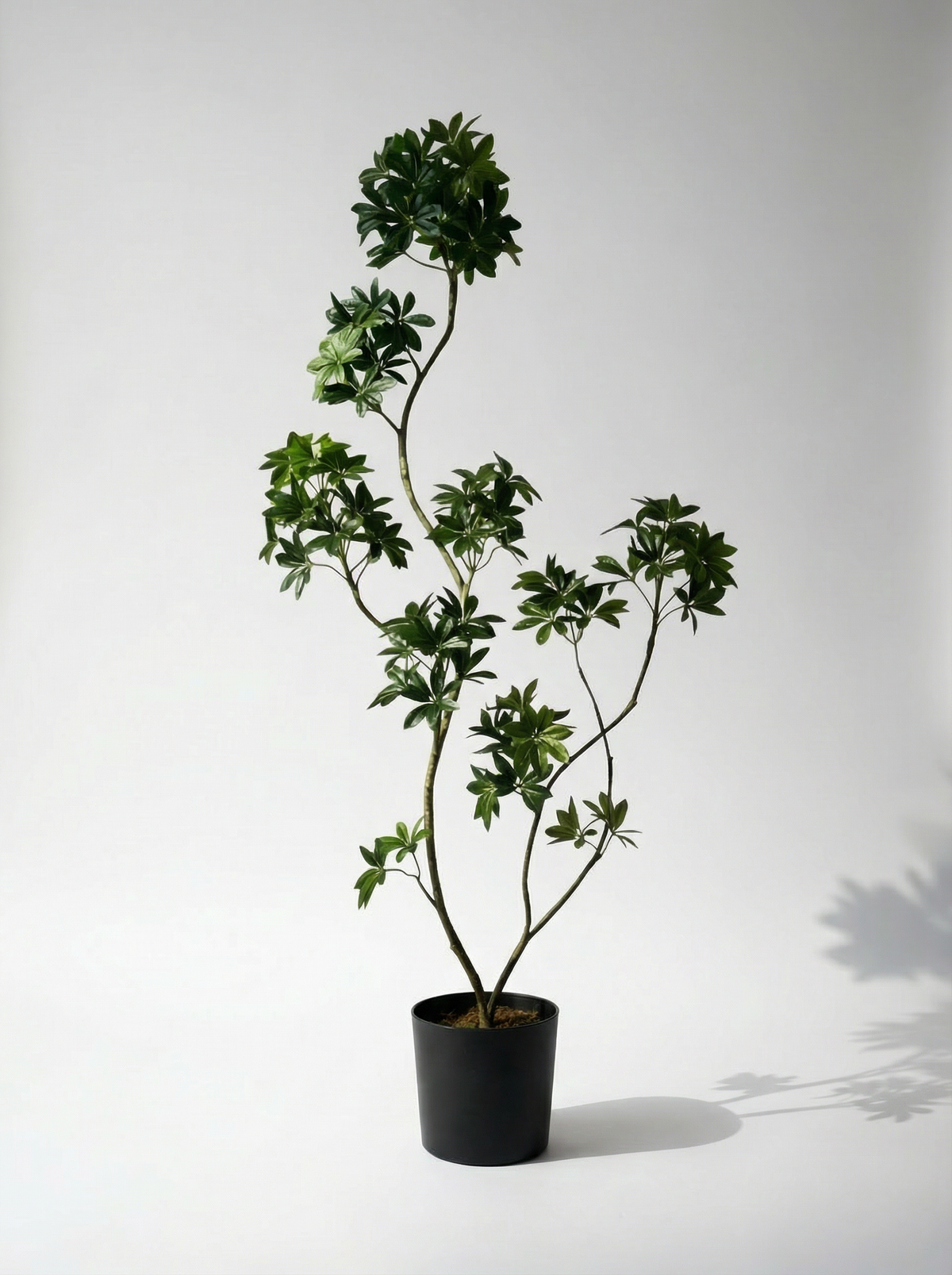 Dwarf Umbrella Tree (Life-like Artificial)