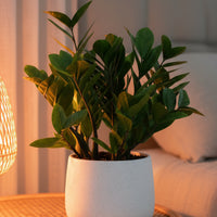 ZZ Plant - Medium