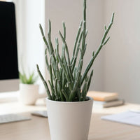 Blue Chalksticks - Pencil Plant Succulent