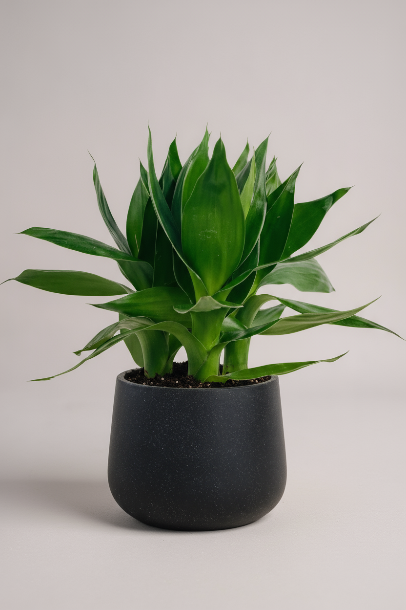 Dracaena Fortune Lotus Bamboo Plant - Potted plant -  Tumbleweed Plants