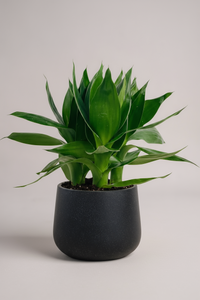 Dracaena Fortune Lotus Bamboo Plant - Potted plant -  Tumbleweed Plants