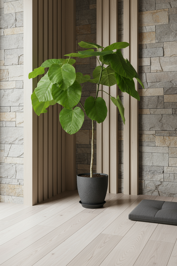 Ficus Umbellata Tree - Potted plant -  Tumbleweed Plants