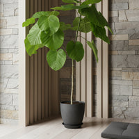 Ficus Umbellata Tree