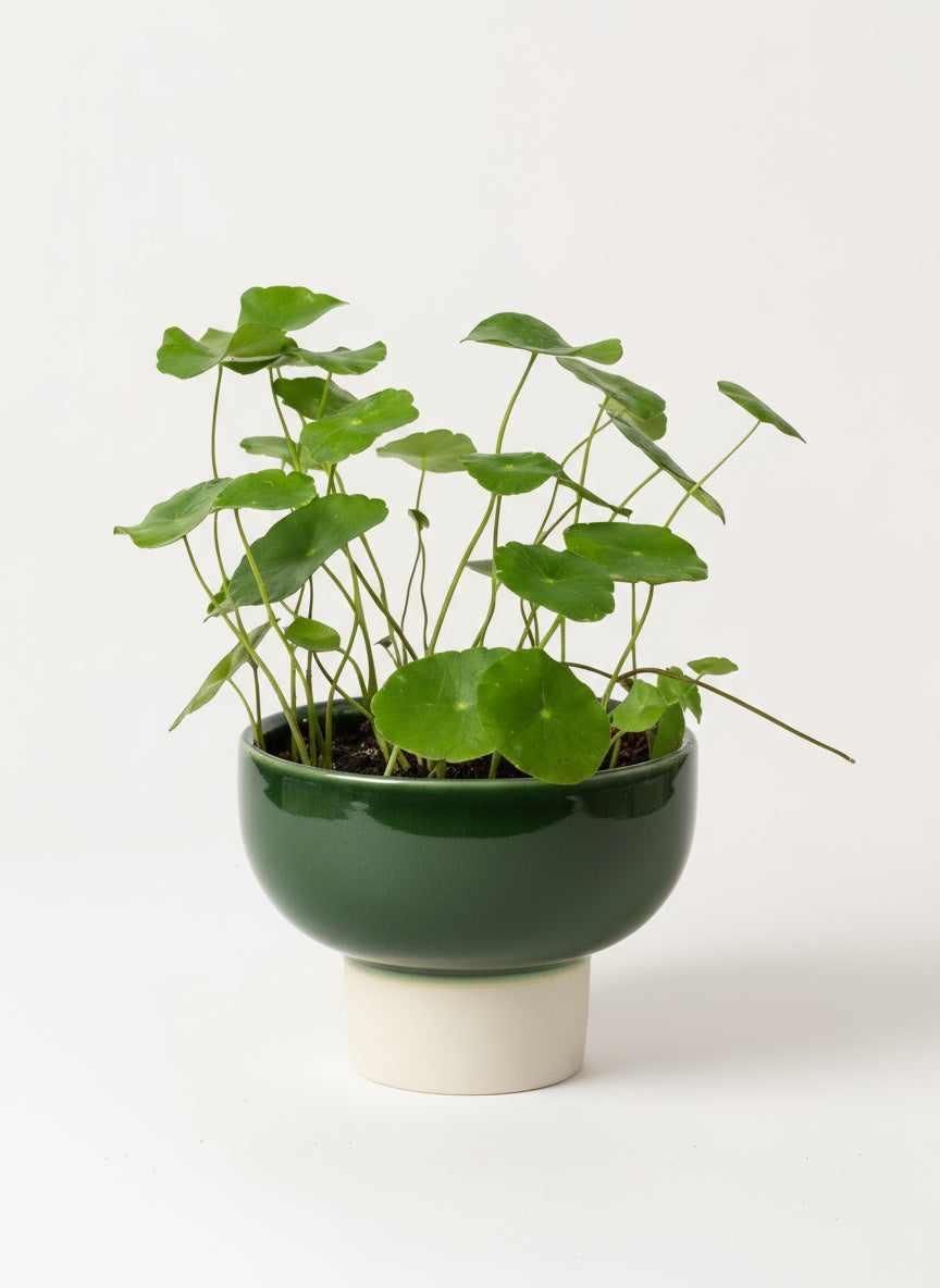 pennywort indoor plant Whorled Pennywort Plant (Coin Plant)
