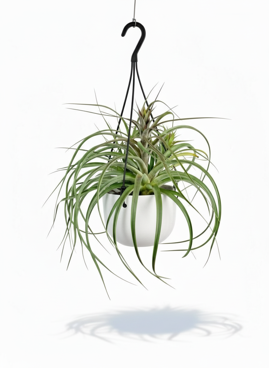 Air Plant - Assorted Tillandsia (Hanging)