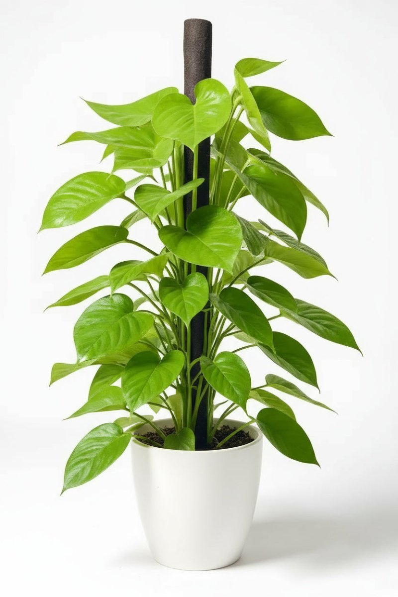 Epipremnum Money Plant (1.4m) - Potted plant - POTT - EPIP - GRW - 6619 - Tumbleweed Plants - Online Plant Delivery Singapore