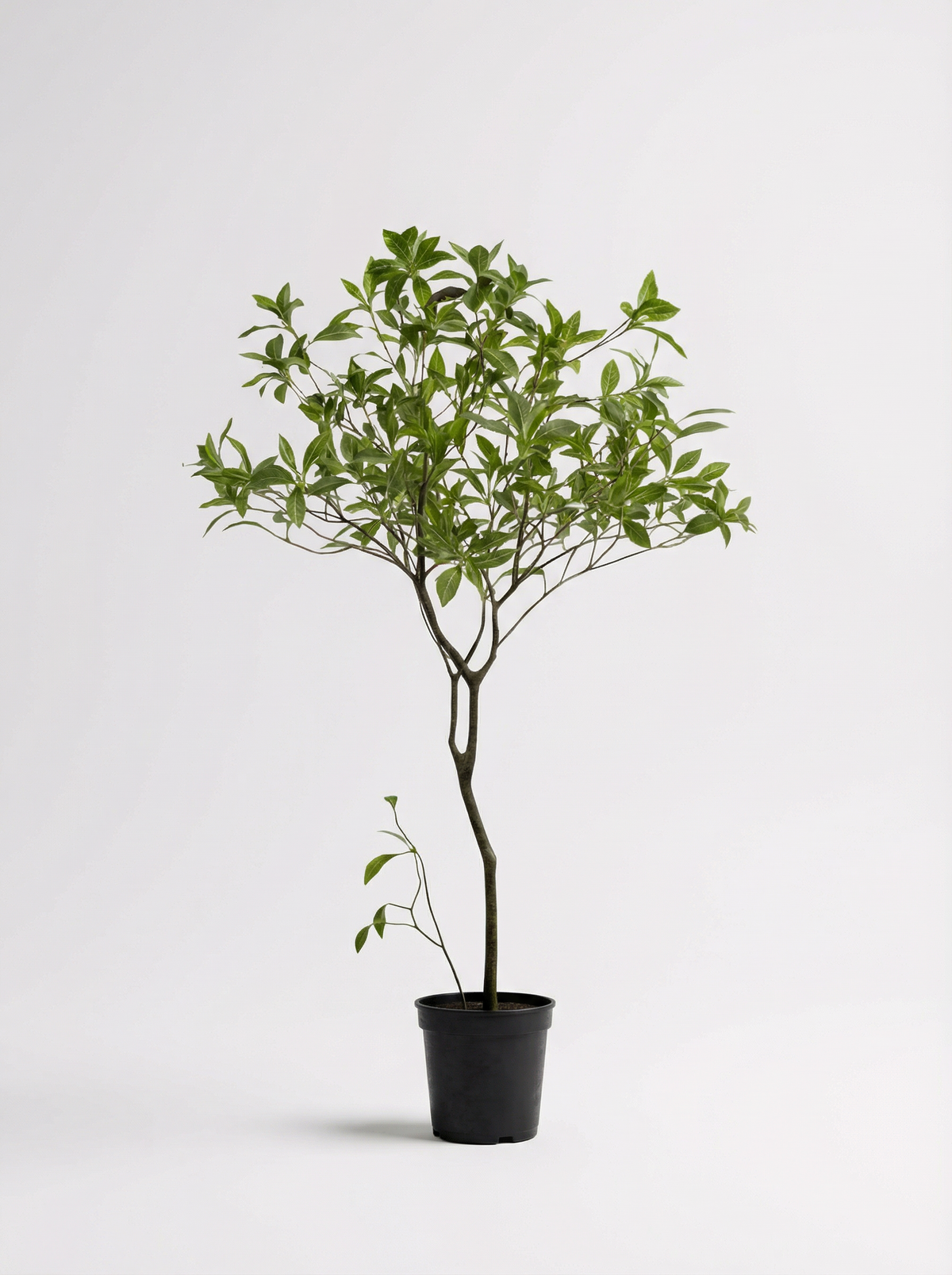 Japanese Andromeda - Real-Trunk Artificial