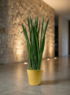 Sansevieria Black Gold