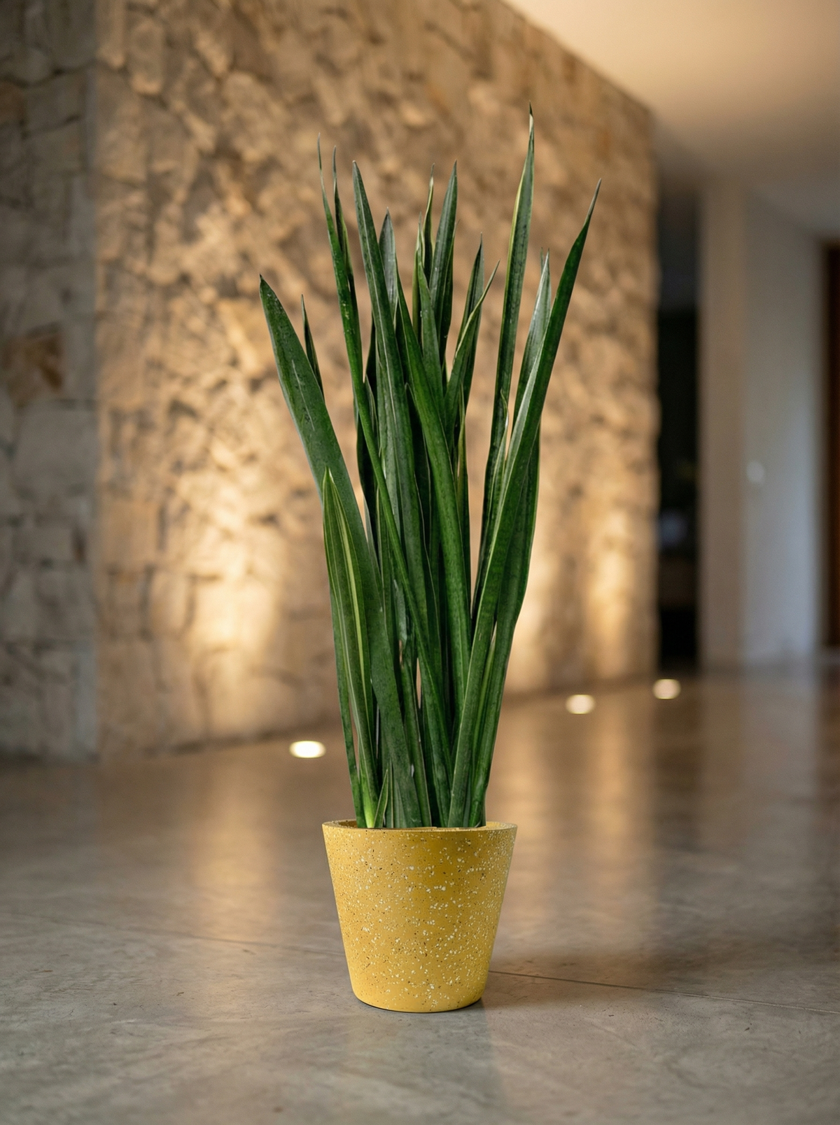 Sansevieria Black Gold