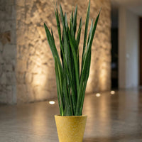 Sansevieria Black Gold