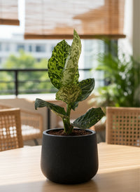 Dieffenbachia Cheetah - Potted plant -  Tumbleweed Plants