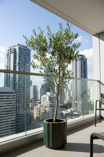 Olive Tree Tall - Japan - Potted plant -  Tumbleweed Plants