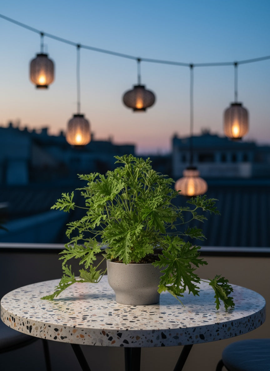 Mosquito Plant - Pelargonium Citrosum - Potted plant -  Tumbleweed Plants