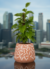 Epipremnum Money Plant (0.3m) - Potted plant -  Tumbleweed Plants