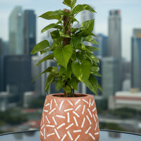 Epipremnum Money Plant (0.3m)