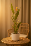 Heliconia (0.3m) - Potted plant -  Tumbleweed Plants