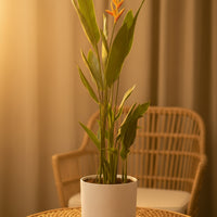 Heliconia (0.3m)