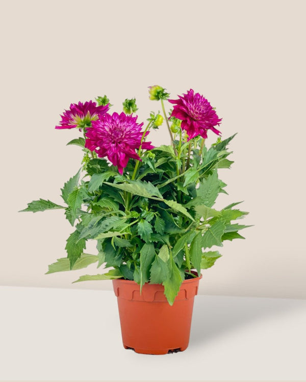 Dahlia Plant - grow pot - Potted plant - Tumbleweed Plants - Online Plant Delivery Singapore