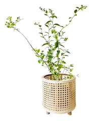 Daphne - 28cm - Pots - Tumbleweed Plants - Online Plant Delivery Singapore