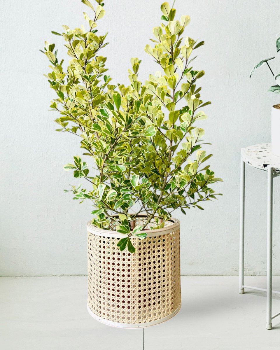 Daphne - 28cm - Pots - Tumbleweed Plants - Online Plant Delivery Singapore