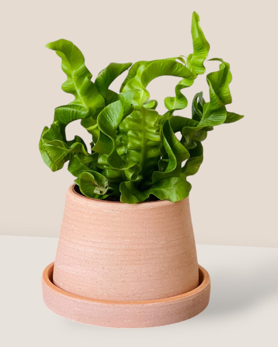 Dara - Pots - Tumbleweed Plants - Online Plant Delivery Singapore