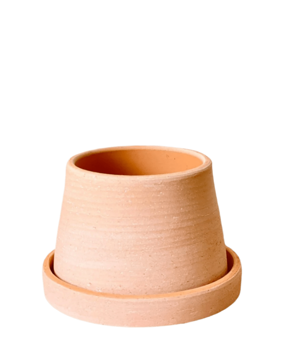 Dara Terracotta Pot - Pots - POTS - DARA - 6421 - Tumbleweed Plants - Online Plant Delivery Singapore