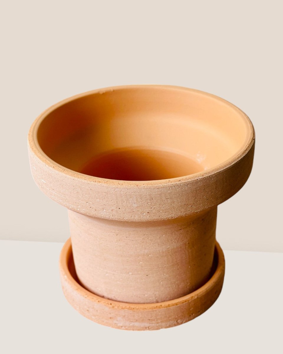 Dara Terracotta Pot - Pots - POTS - DARA - 6421 - Tumbleweed Plants - Online Plant Delivery Singapore