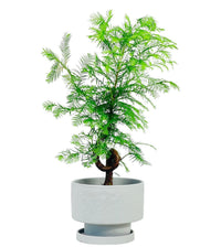 Dawn Redwood Bonsai - Metasequoia Glyptostroboides (Japan) - Potted plant - GIFT - DAWN - 3606 - Tumbleweed Plants - Online Plant Delivery Singapore