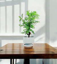 Dawn Redwood Bonsai - Metasequoia Glyptostroboides (Japan) - ceramic sand pot - Potted plant - Tumbleweed Plants - Online Plant Delivery Singapore