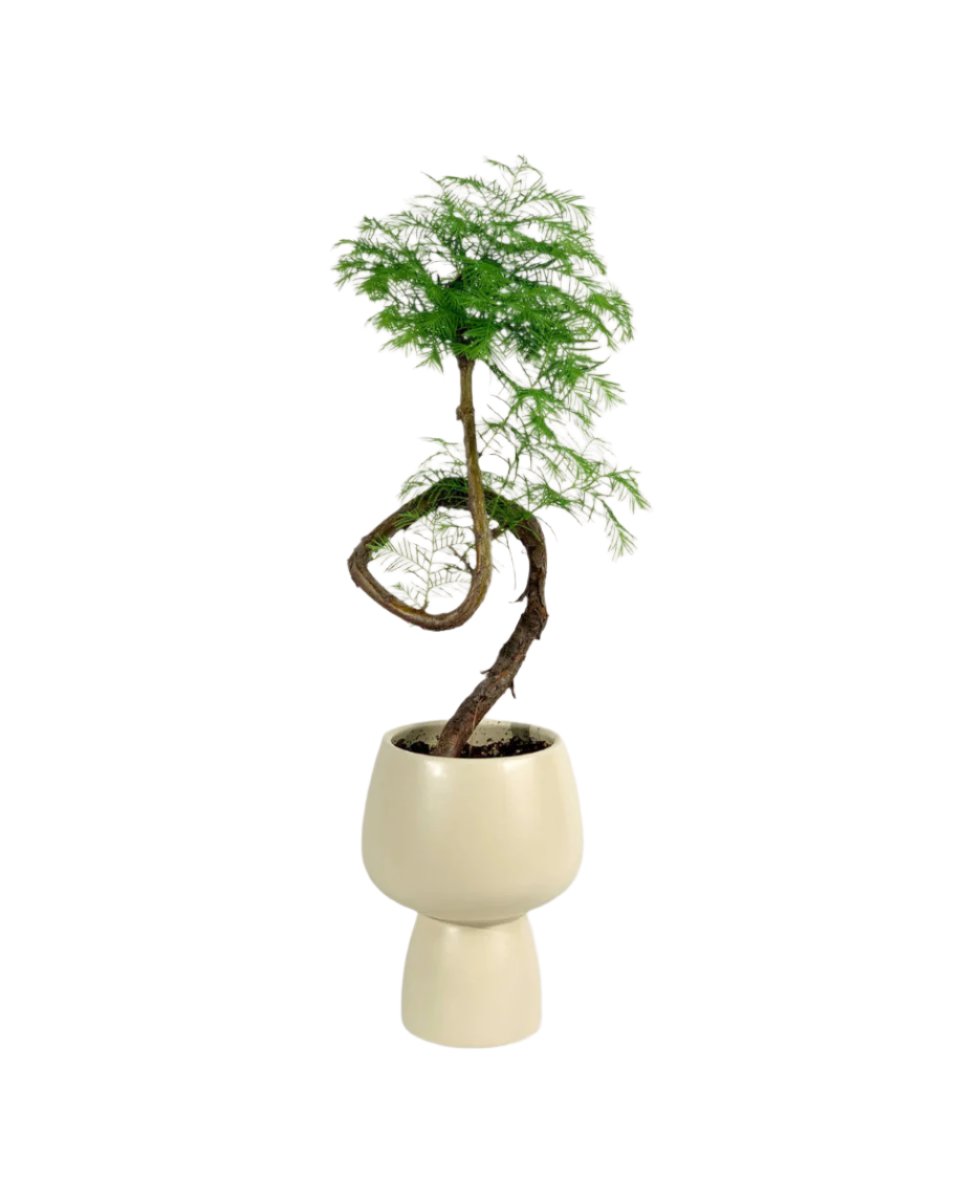 Dawn Redwood Bonsai - Metasequoia Glyptostroboides (Japan) - ceramic sand pot - Potted plant - Tumbleweed Plants - Online Plant Delivery Singapore