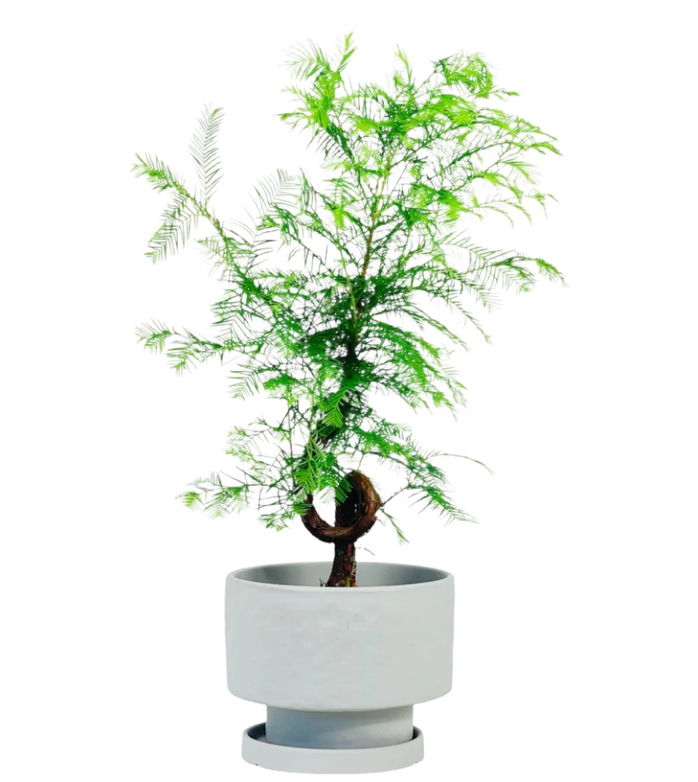 Dawn Redwood Bonsai - Metasequoia Glyptostroboides (Japan) - ceramic sand pot - Potted plant - Tumbleweed Plants - Online Plant Delivery Singapore