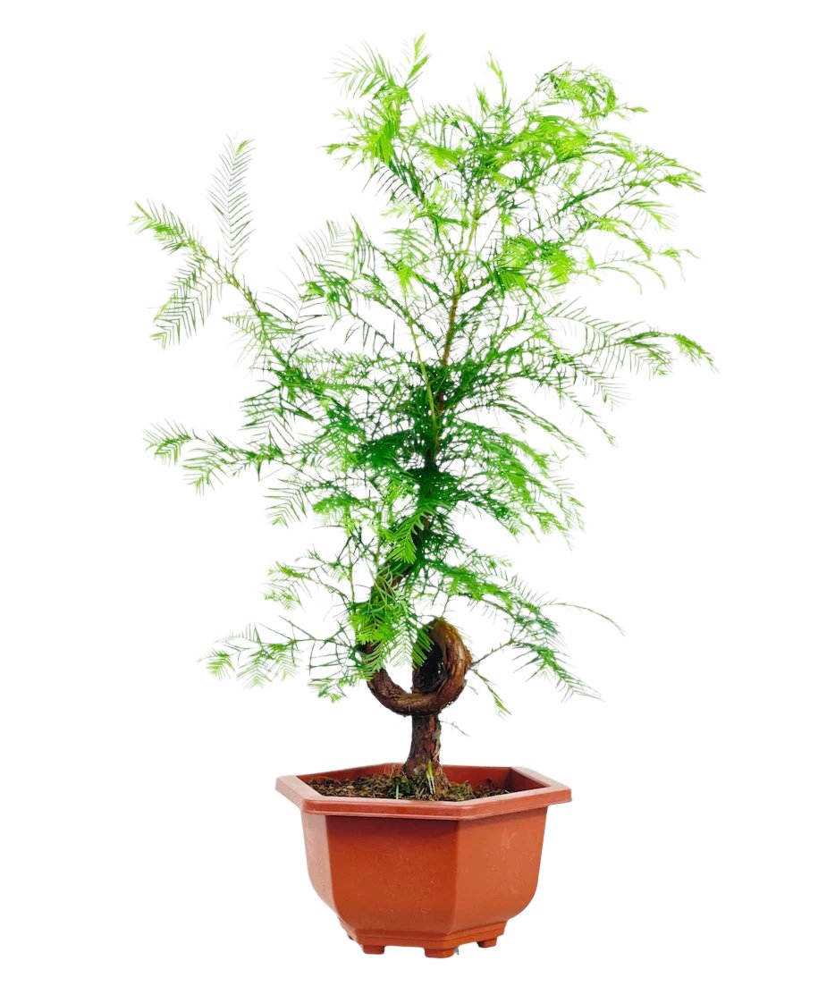 Dawn Redwood Bonsai - Metasequoia Glyptostroboides (Japan) - grow pot - Potted plant - Tumbleweed Plants - Online Plant Delivery Singapore