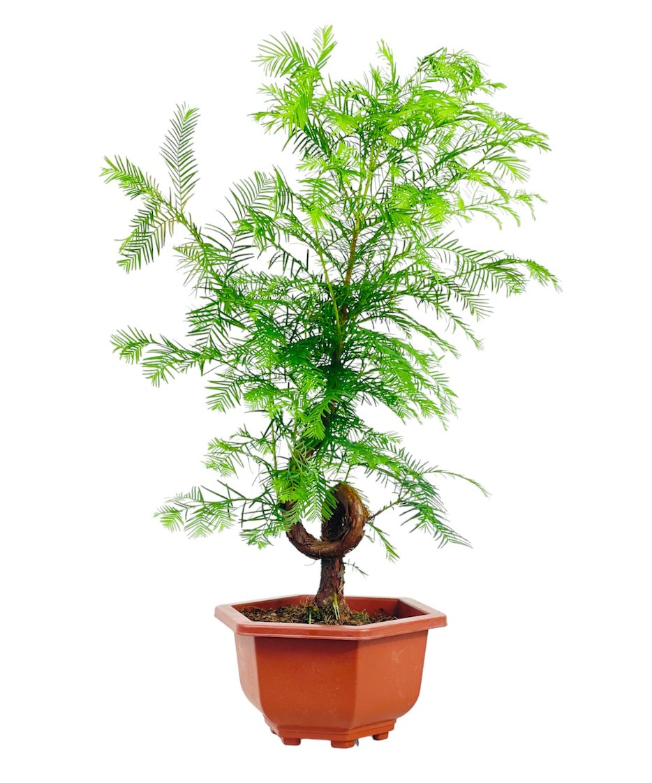 Dawn Redwood Bonsai - Metasequoia Glyptostroboides (Japan) - Potted plant - Tumbleweed Plants - Online Plant Delivery Singapore