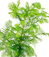 Dawn Redwood Bonsai - Metasequoia Glyptostroboides (Japan) - Potted plant - Tumbleweed Plants - Online Plant Delivery Singapore