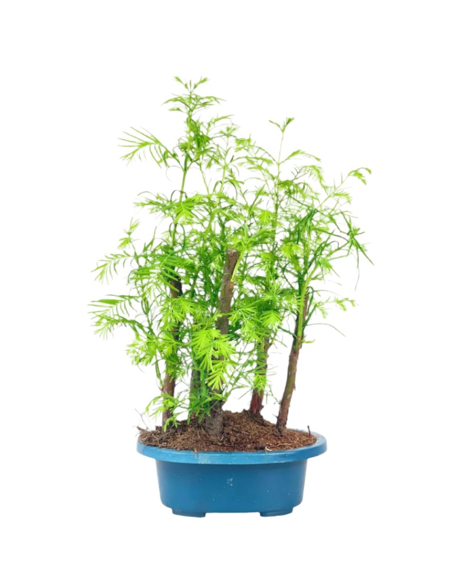 Grow Pot