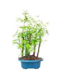 Dawn Redwood Forest Bonsai - Grow Pot - Potted plant - Tumbleweed Plants - Online Plant Delivery Singapore