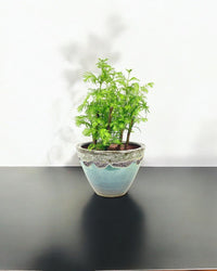 Dawn Redwood Forest Bonsai - Grow Pot - Potted plant - Tumbleweed Plants - Online Plant Delivery Singapore