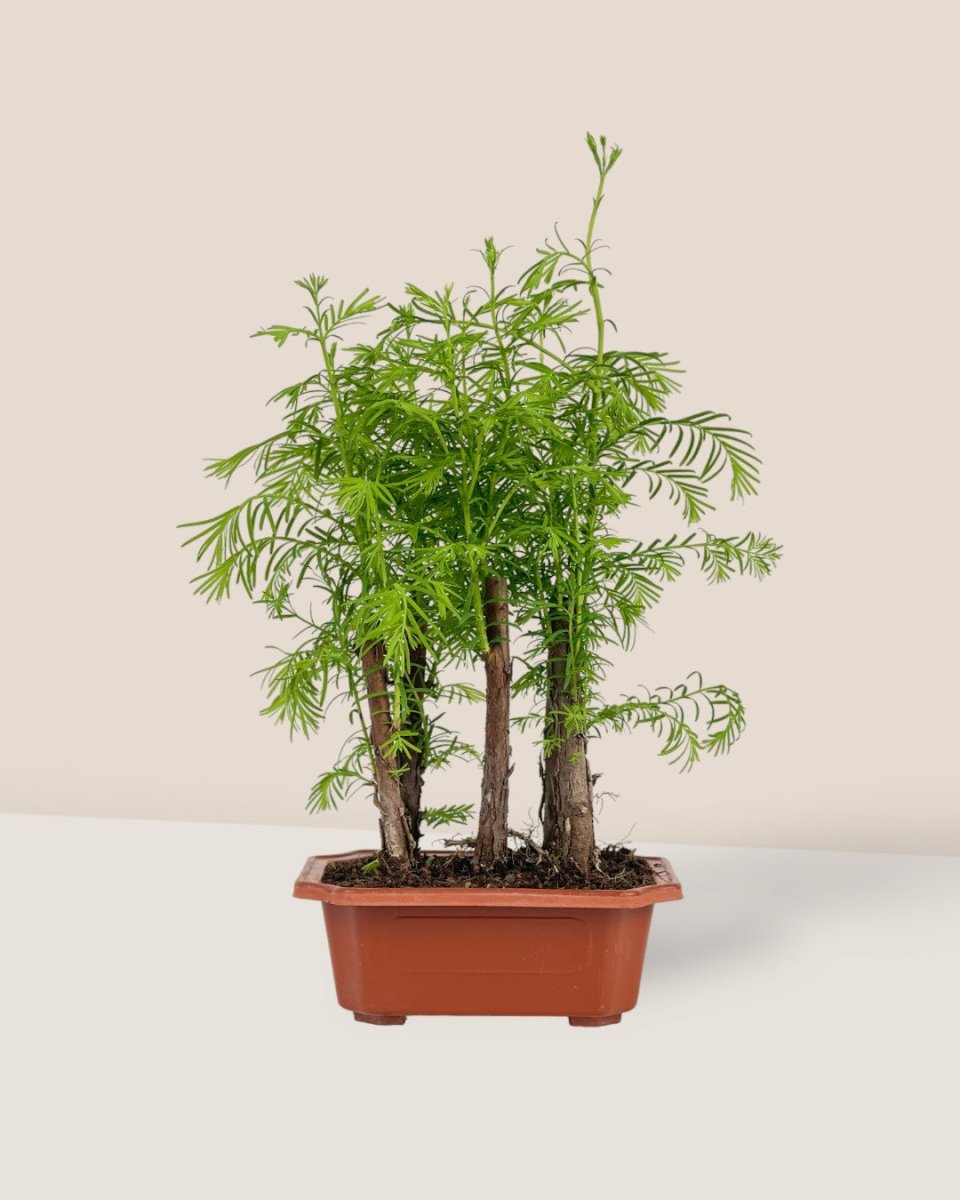 Dawn Redwood Forest Bonsai - grow pot - Potted plant - Tumbleweed Plants - Online Plant Delivery Singapore