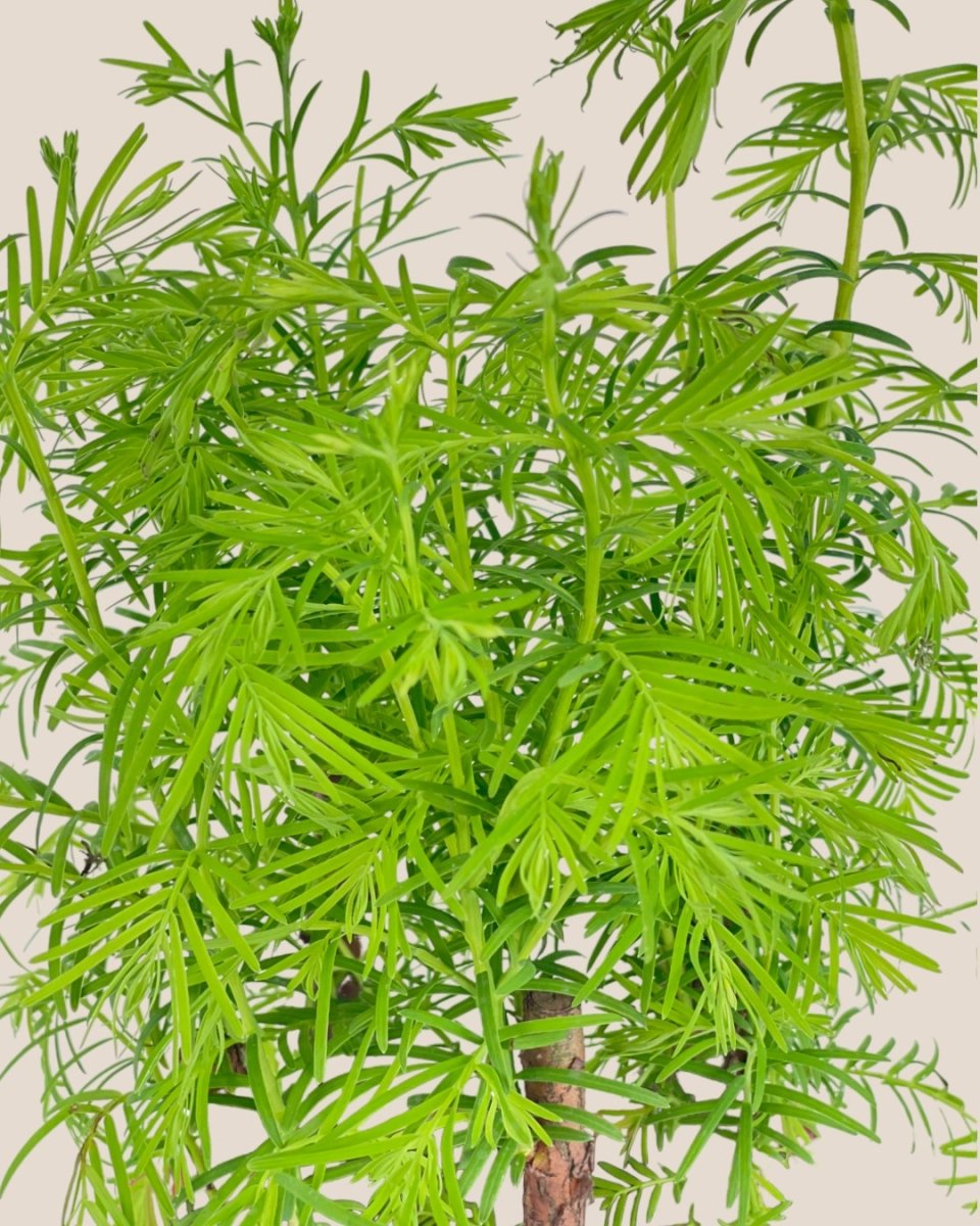 Dawn Redwood Forest Bonsai - grow pot - Potted plant - Tumbleweed Plants - Online Plant Delivery Singapore