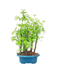 Dawn Redwood Forest Bonsai - Single Trunks in Grow Pot - Potted plant - Tumbleweed Plants - Online Plant Delivery Singapore