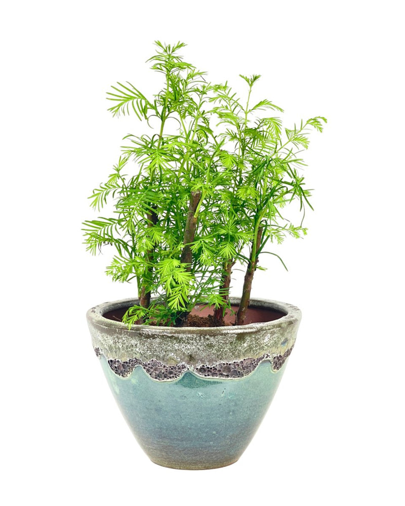 Dawn Redwood Forest Bonsai - Single Trunks in Grow Pot - Potted plant - Tumbleweed Plants - Online Plant Delivery Singapore