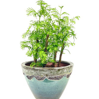 Dawn Redwood Forest Bonsai