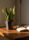 Sansevieria Trifasciata 'Futura Superba' - Potted plant -  Tumbleweed Plants