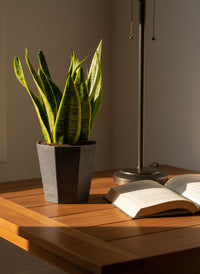 Sansevieria Trifasciata 'Futura Superba' - Potted plant -  Tumbleweed Plants